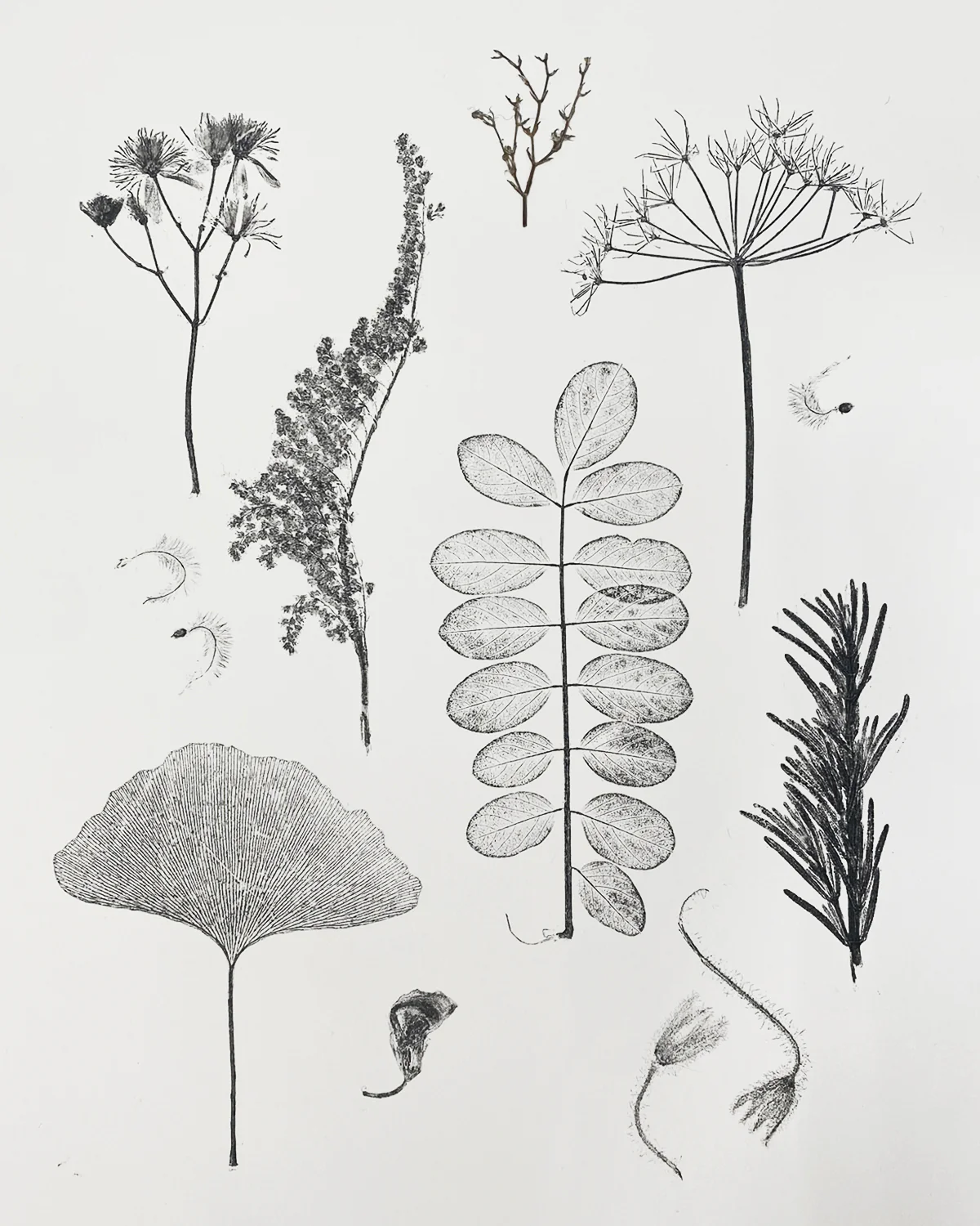Fab Friday - Monotype with Natural Materials - 6th November 2026 - Image 3